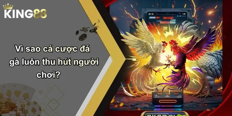 Vì sao cá cược đá gà luôn thu hút người chơi?